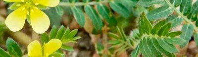 Buzdyganek naziemny (Tribulus terrestris) w naturalnym środowisku — składnik roślinny Erectorro